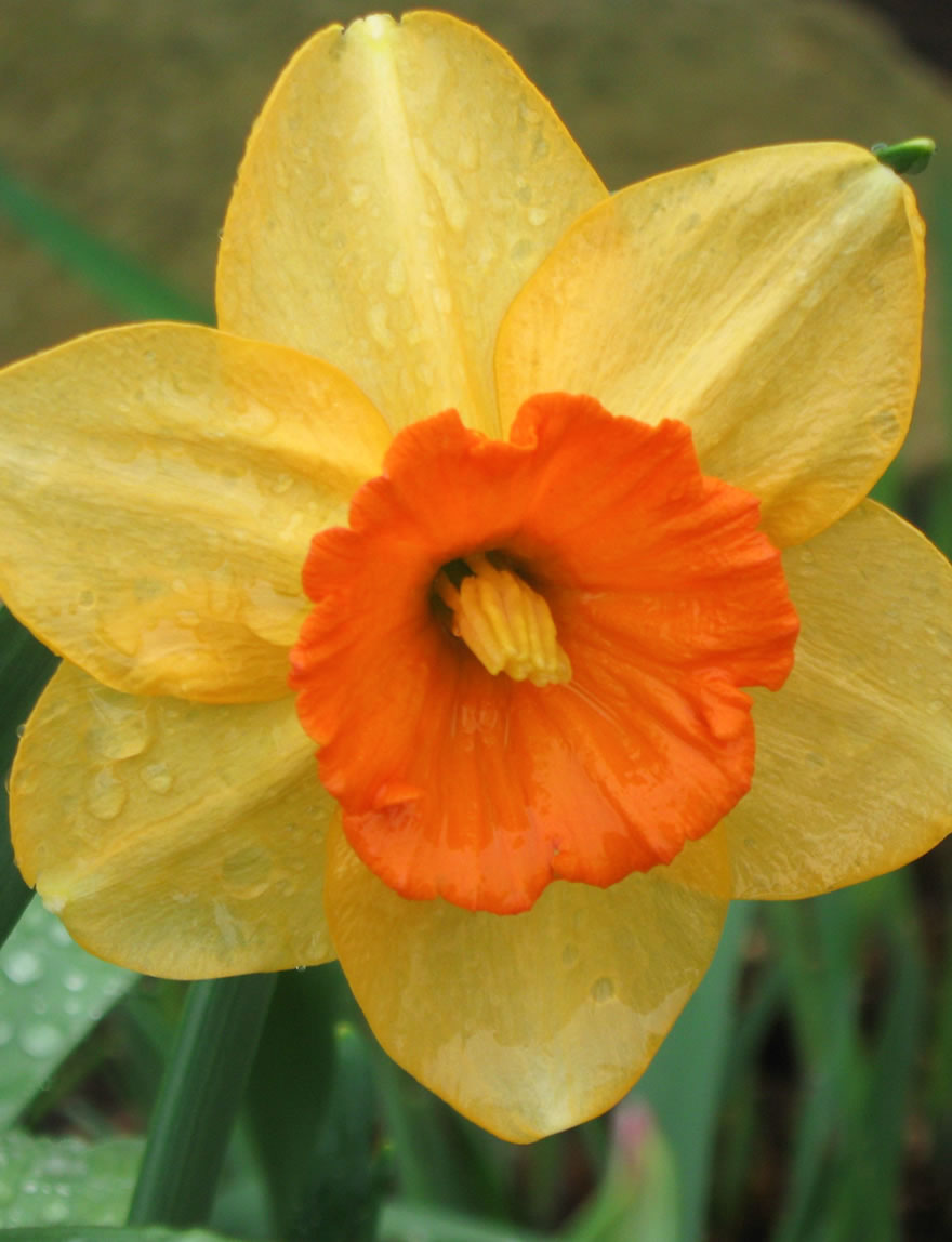 Daffodil Sunstruck