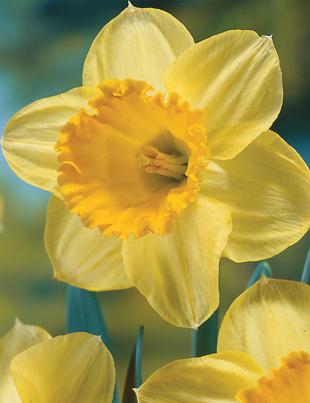 Daffodil 'Signor'