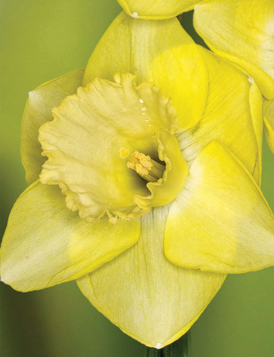 Daffodil Tweety Pie