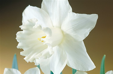 Daffodil White Ideal
