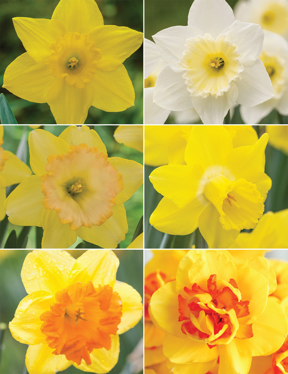 Garden Daffodils Collection No1