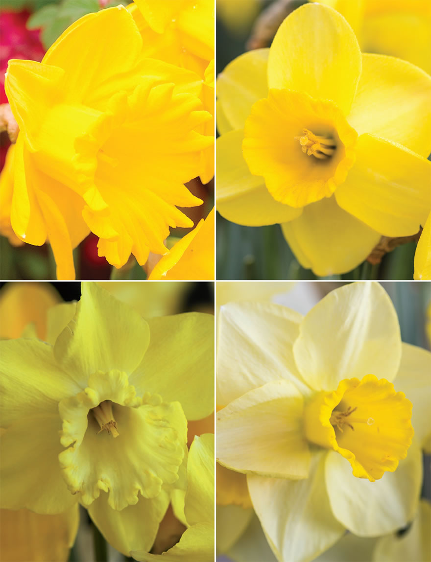 Trumpet Daffodils Collection