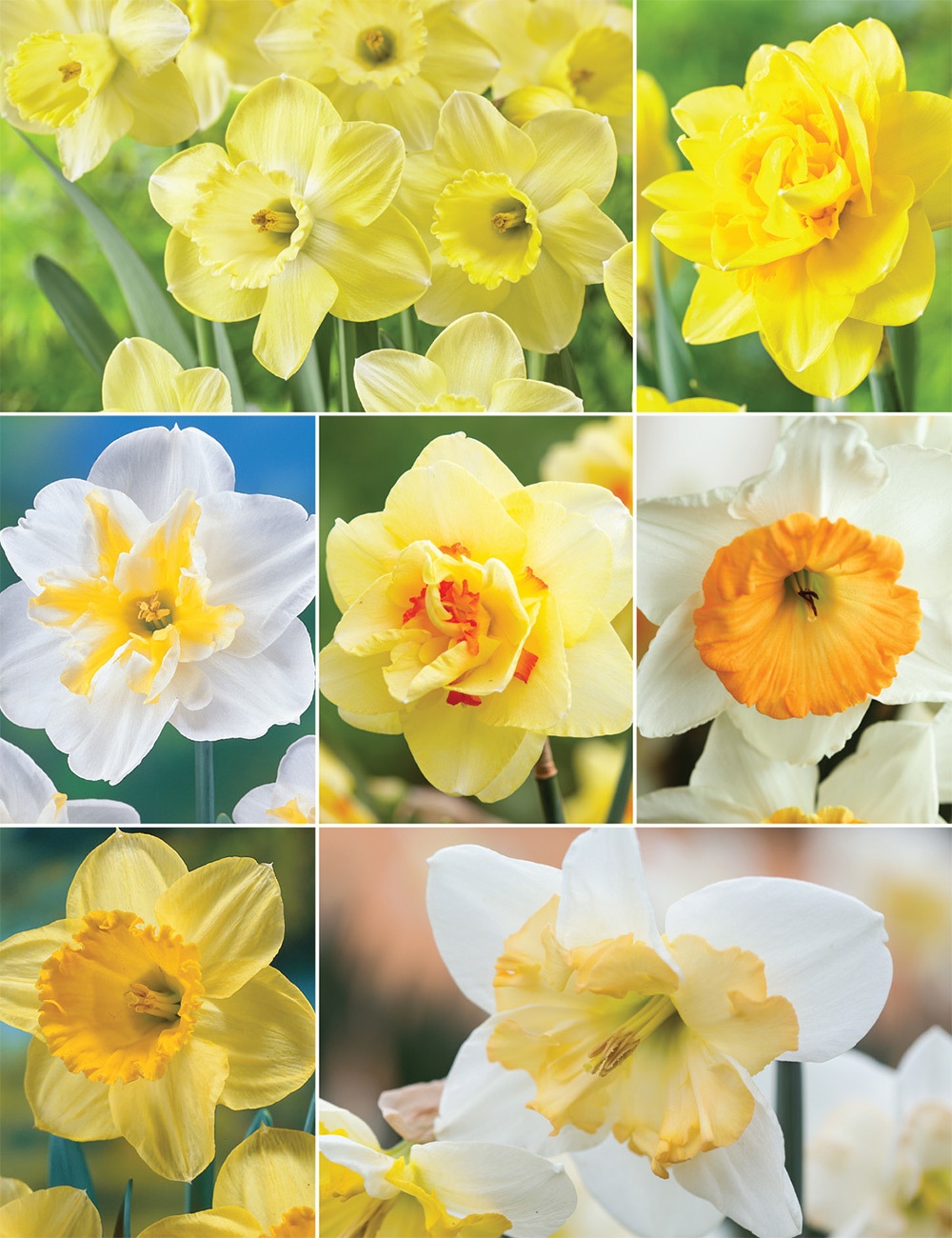 Daffodil Delights Collection No1
