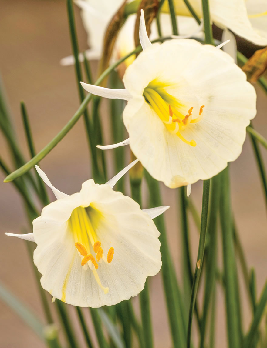 Hoop Petticoat Daffodil Spoirot