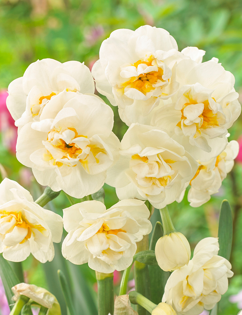 Daffodil 'Abba'