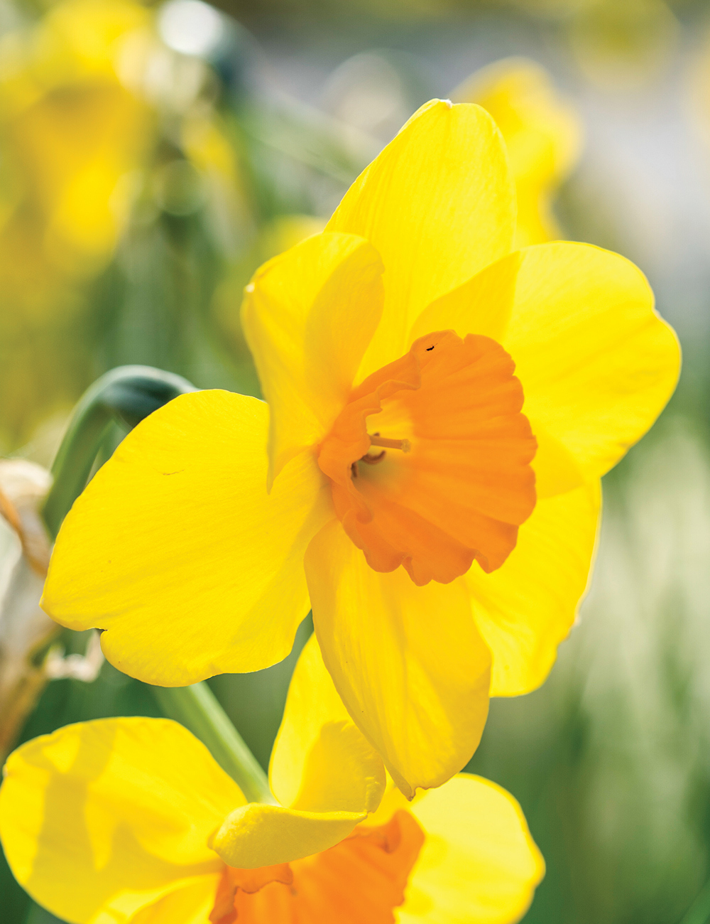 Scented Daffodil 'Cornish Dawn'