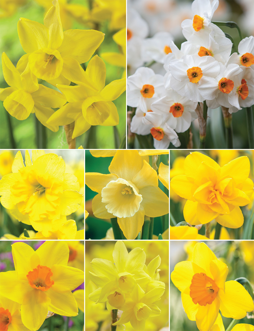 Scented Happy Daffodils (reduced) Collection
