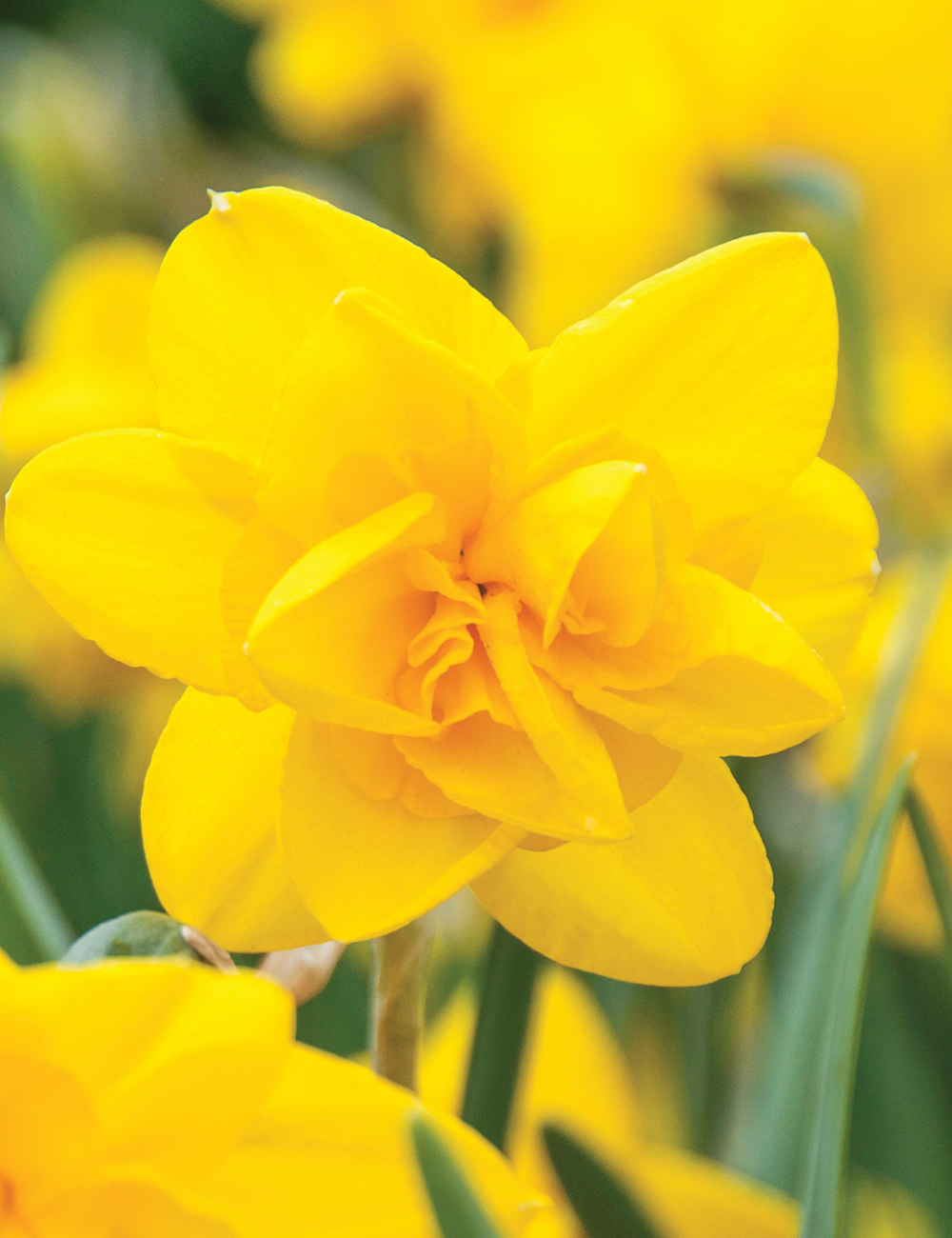 Scented Daffodil 'Double Smiles'