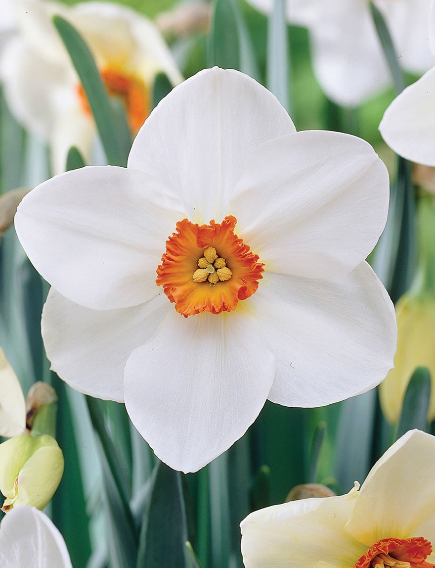 Fragrant Daffodils Glorious