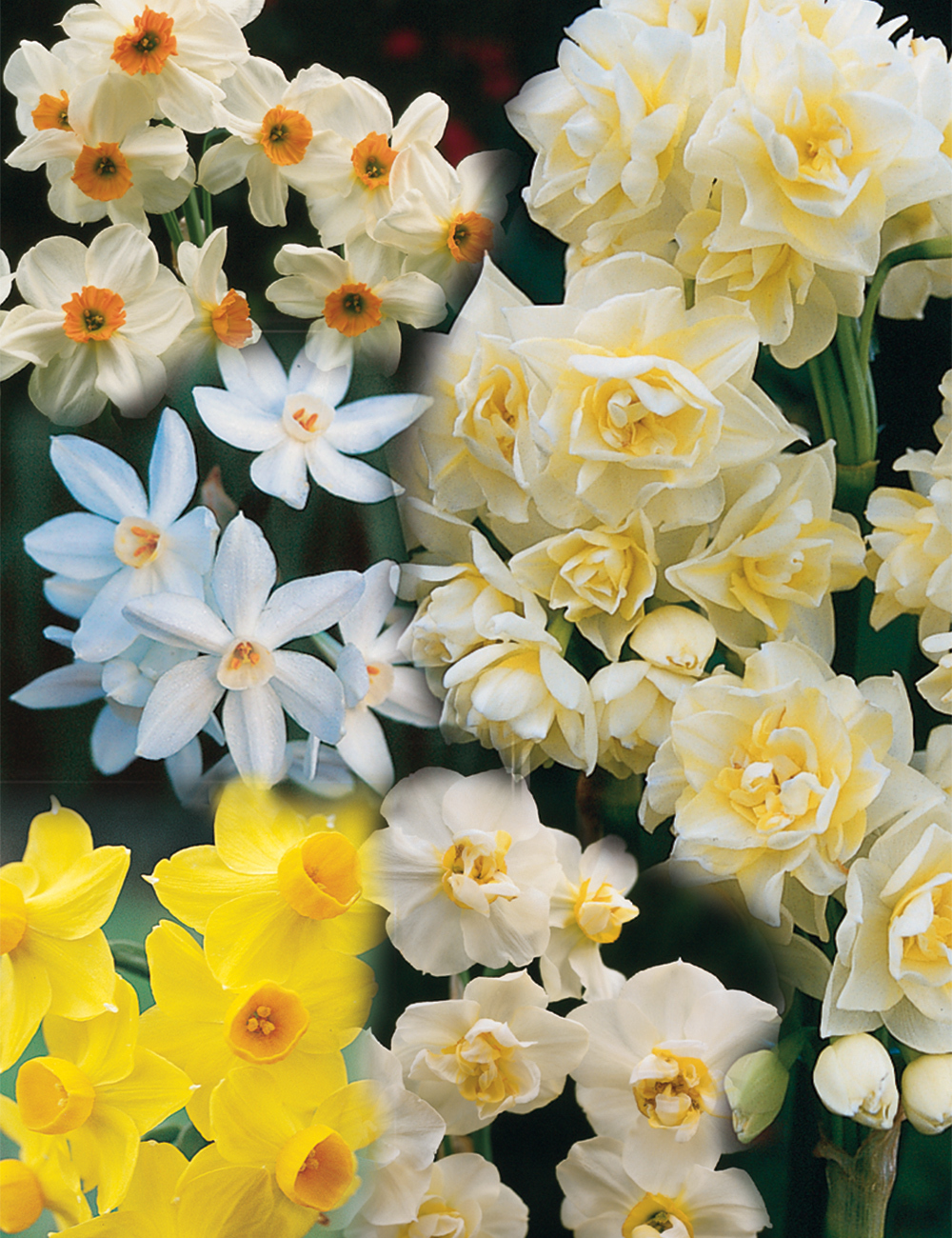 BULK BUY Mixed Daffodils Scentsational Blend