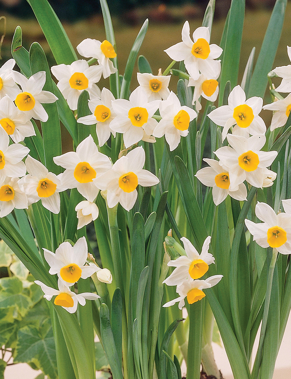 Daffodil Chinese Sacred Lily