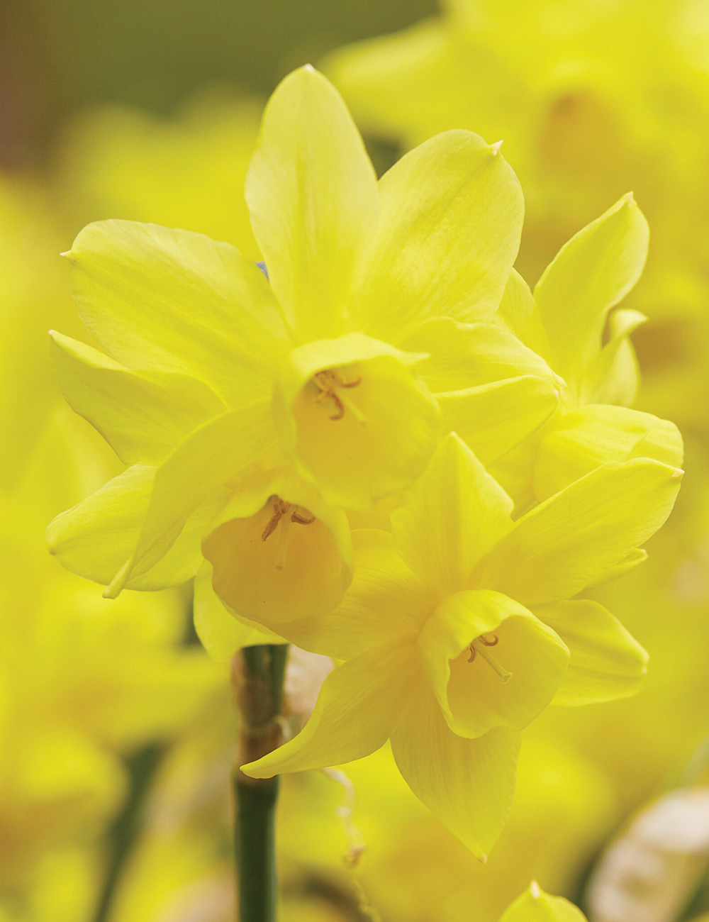 Scented Daffodil 'Sunlight Sensation'