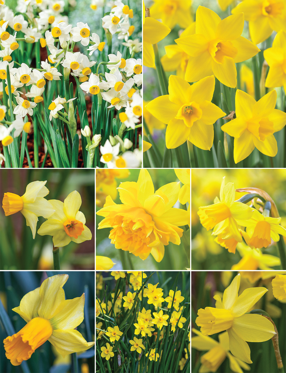 Miniature Daffodils (reduced) Collection