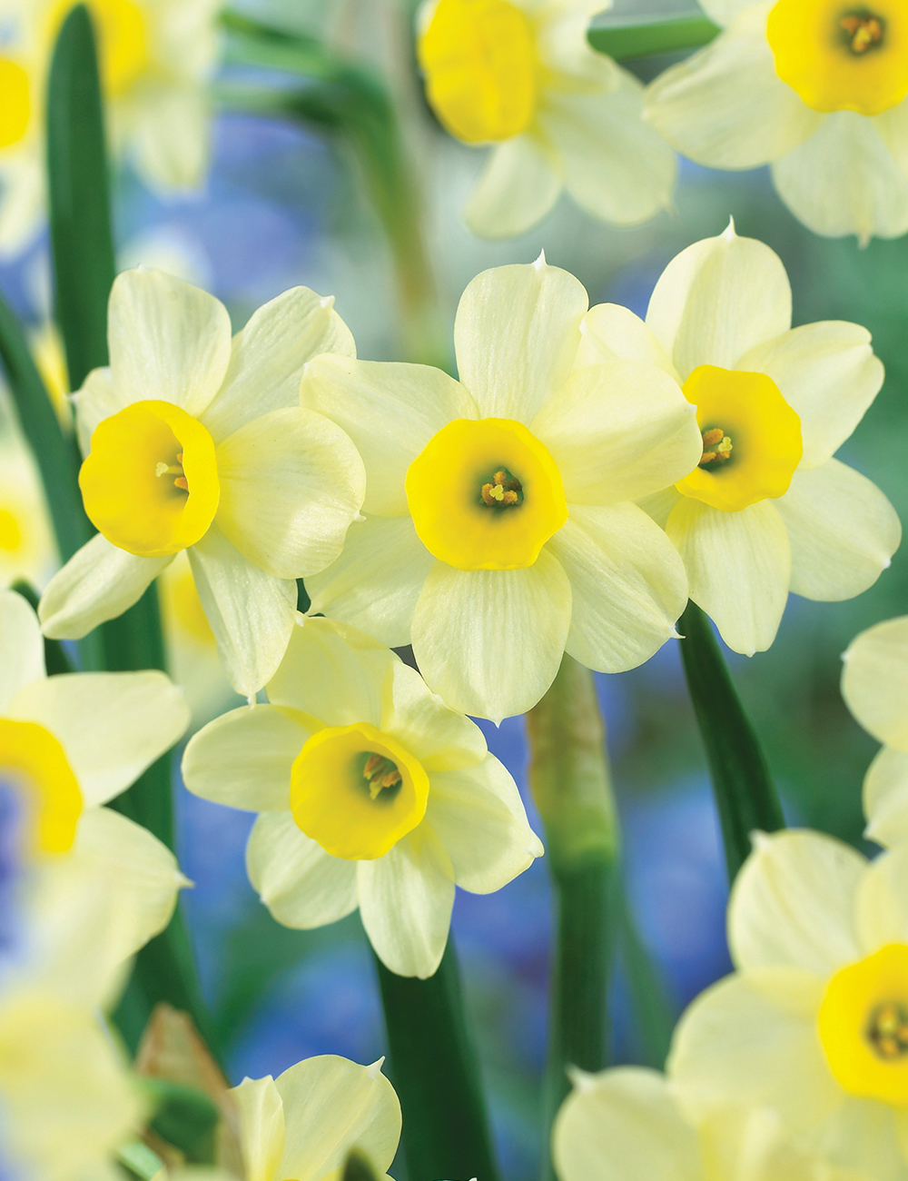 Miniature Daffodil Minnow