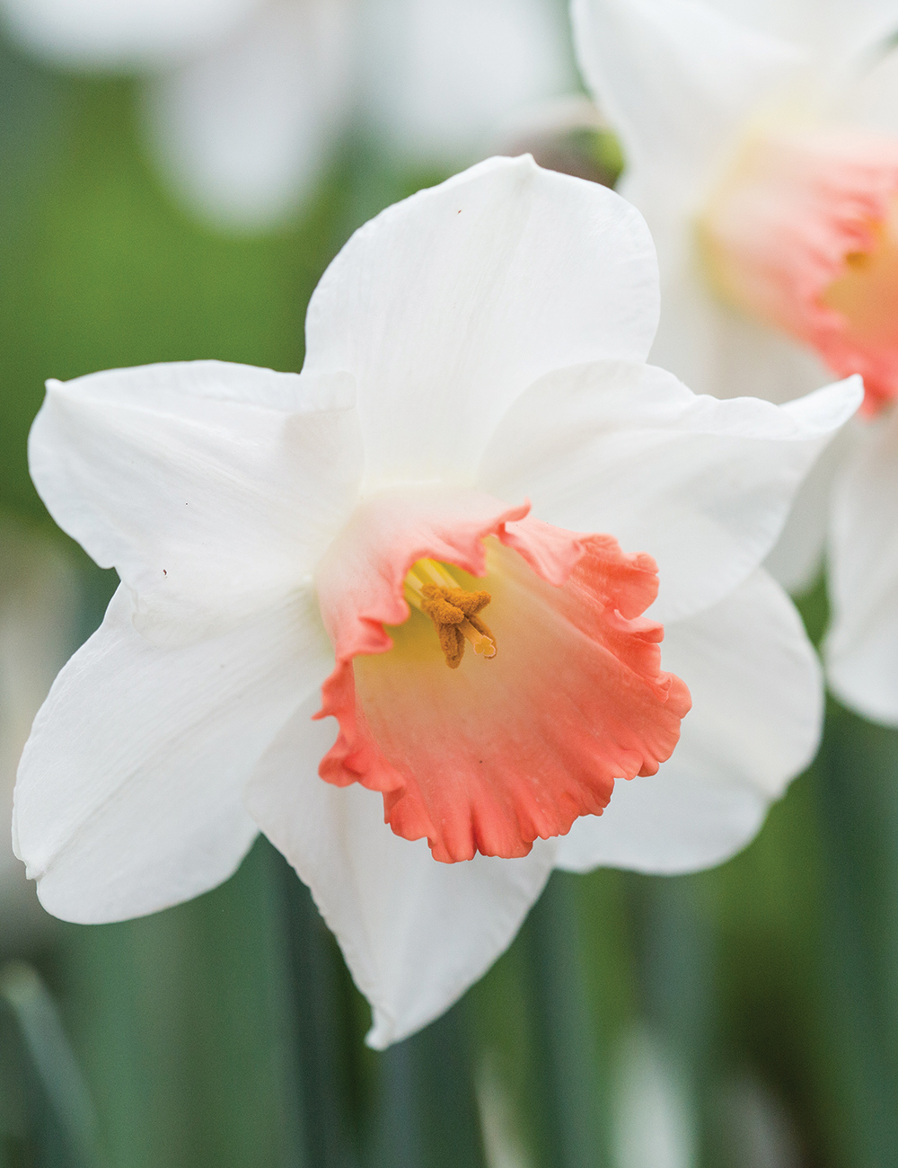 Pink Daffodil 'Accent'