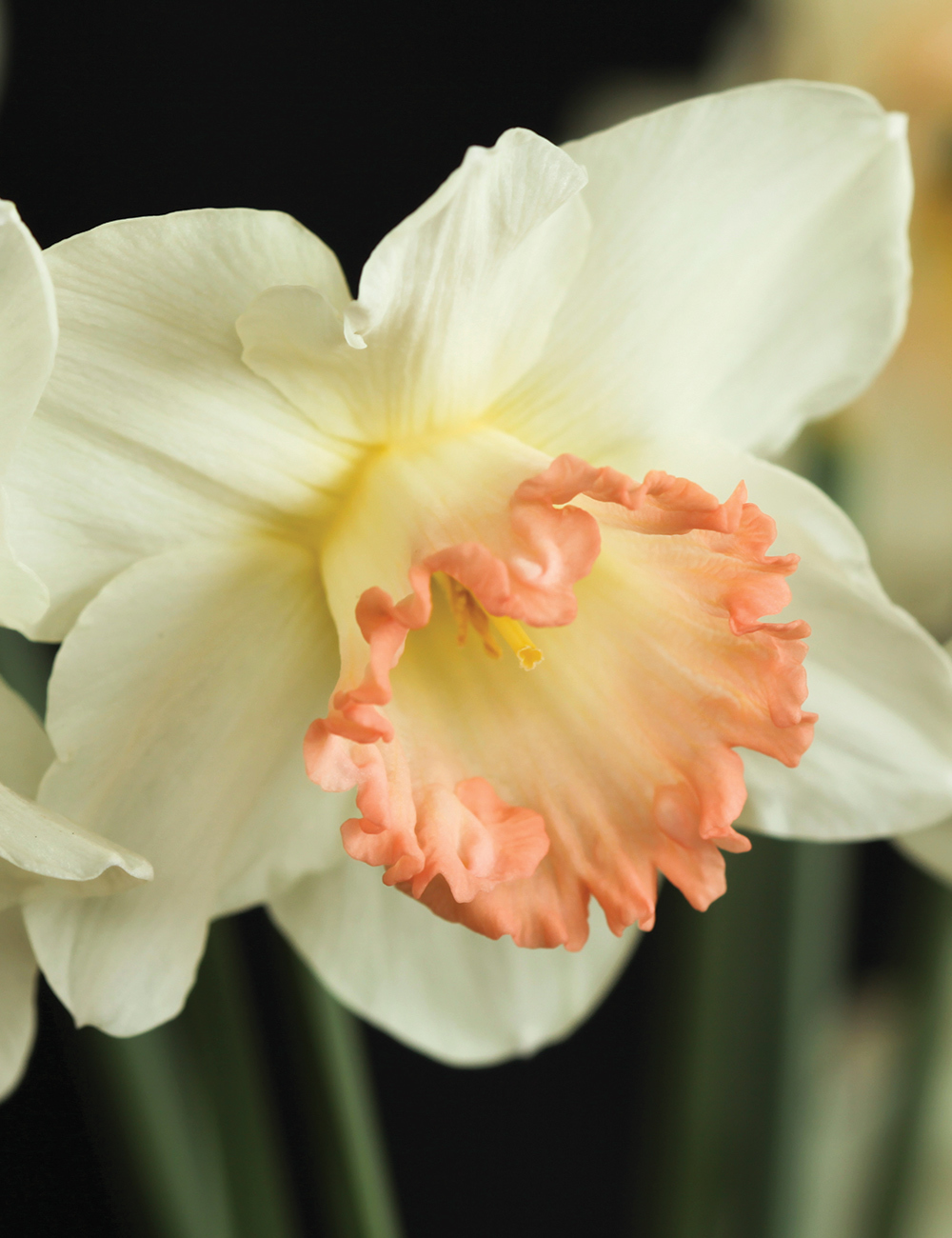 Pink Daffodil 'Shirley Ann'