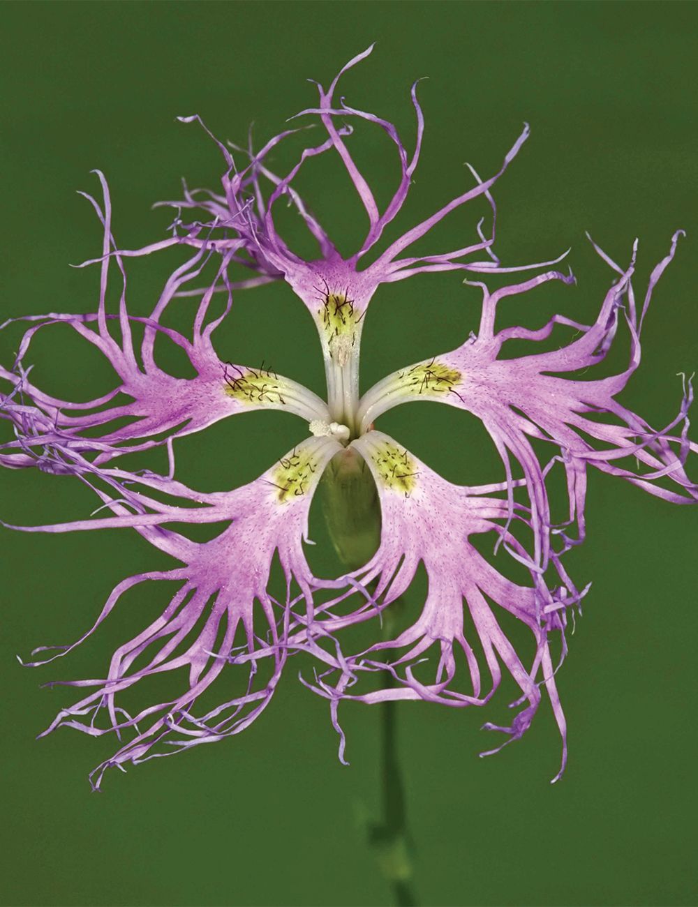 Dianthus 'Superb'