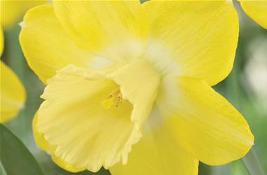 Daffodil Pay Day