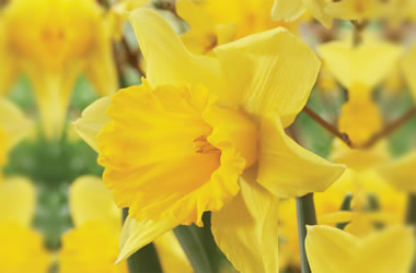 Daffodil Rijnveld's Early Sensation