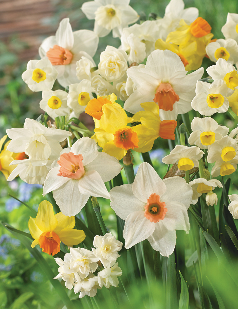 Mixed Daffodils Tesselaar Choice Blend