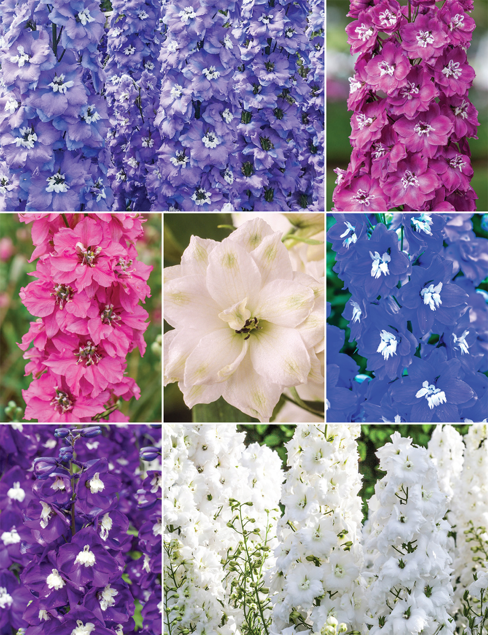 Dowdeswell Delphiniums Collection