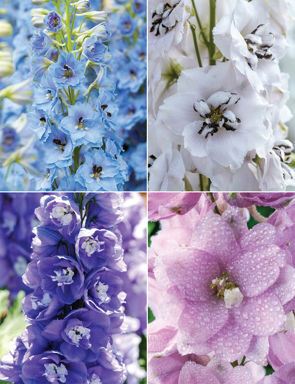 Delphinium Sherwood Series (reduced) Collection