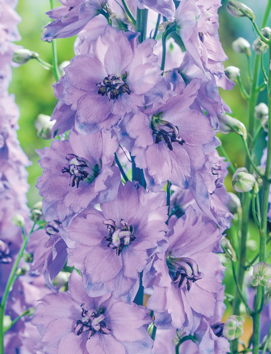 Delphinium Sherwood Lavender
