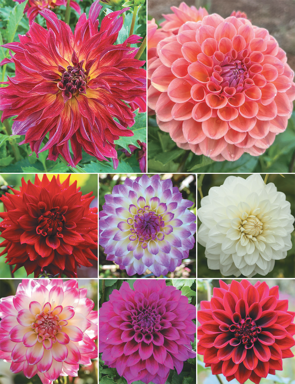 Dahlia 'A Time for Romance' (reduced) Collection
