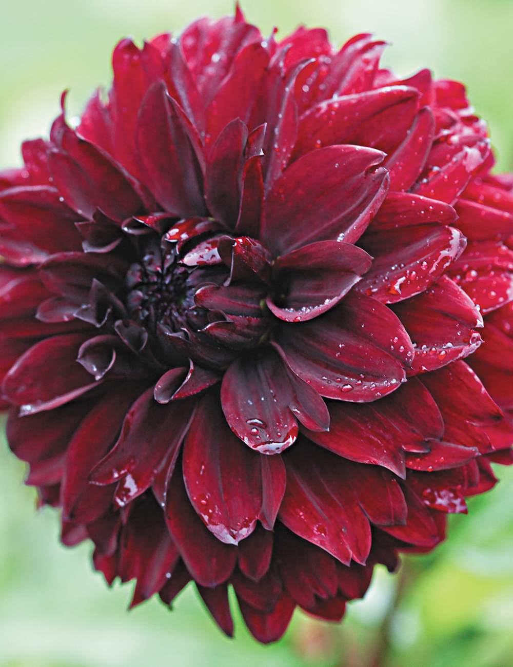 Dahlia 'Nugget'