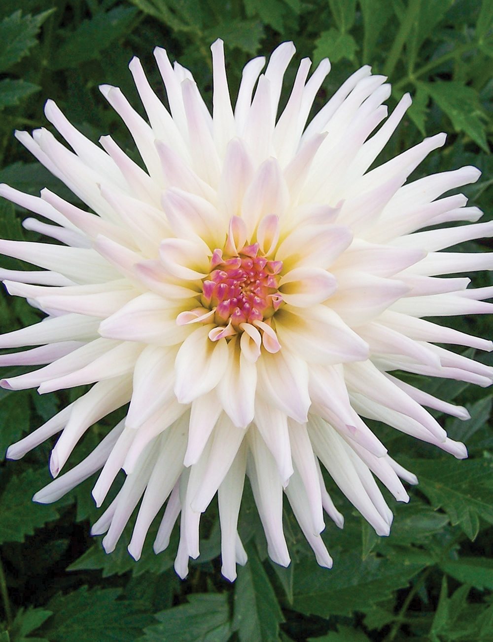 Dahlia Aquarius