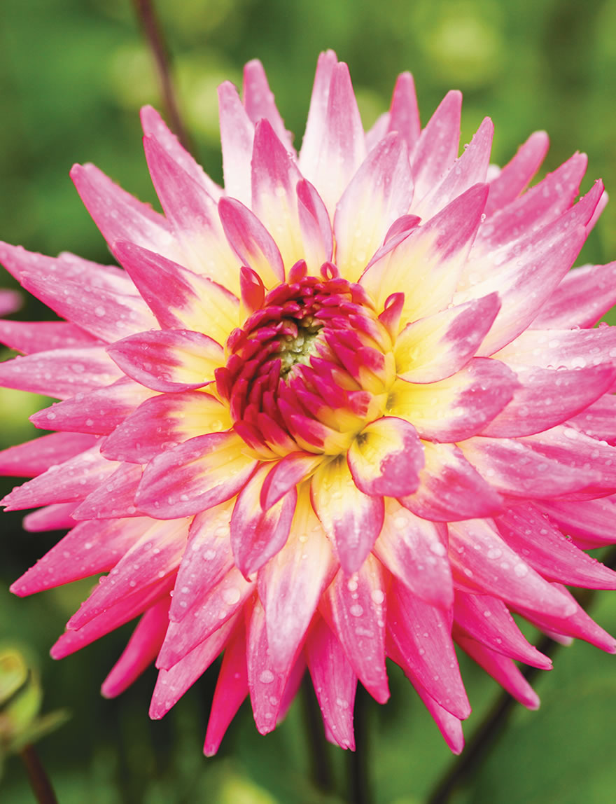 Cacti Dahlias Pink Curls