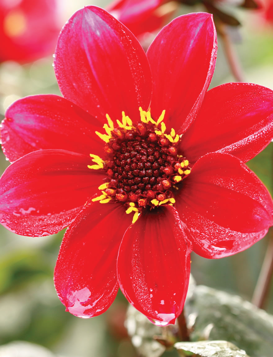 Foliage Dahlia Romeo