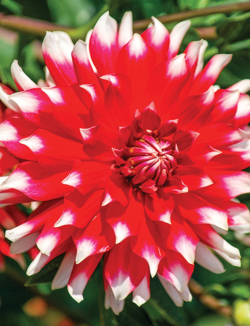 Dahlias Circus