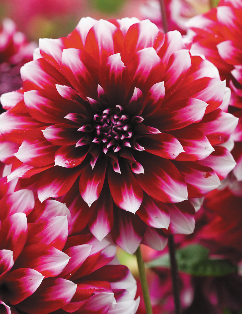 Dahlia Eureka