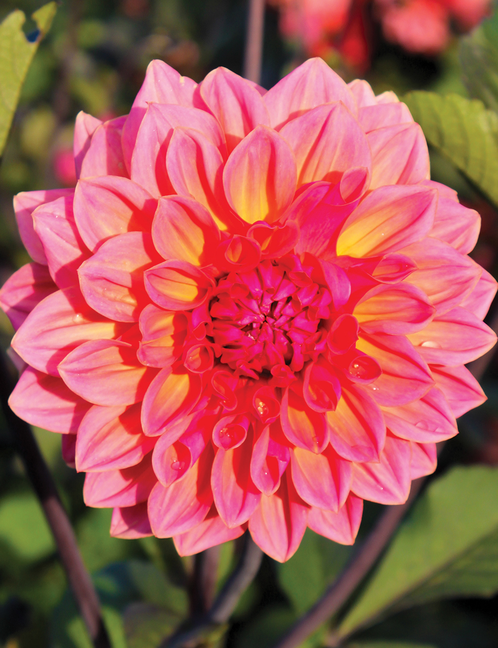 Dahlia African Sunset