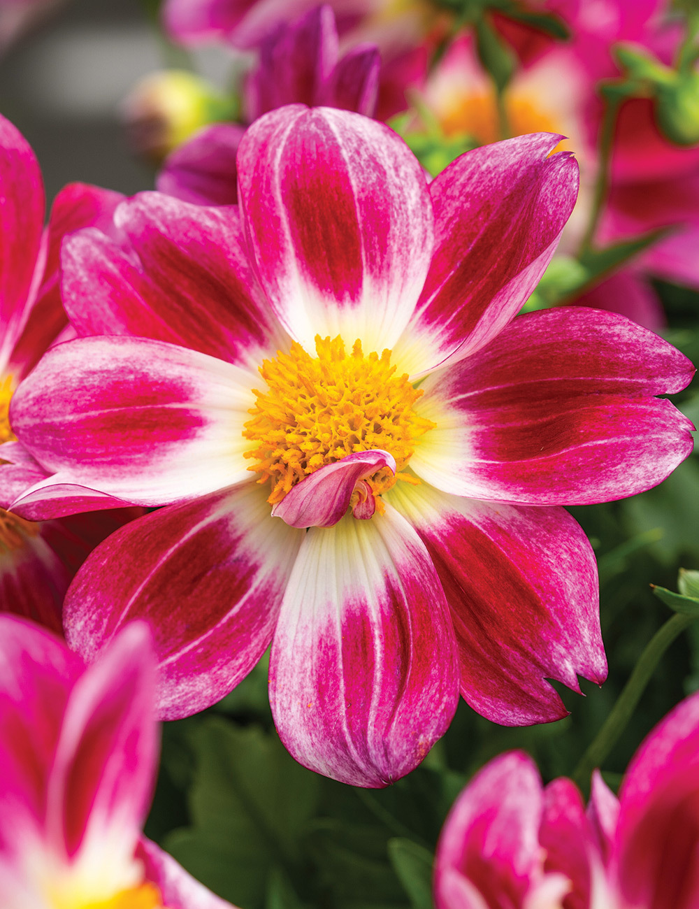 Dwarf Dahlia 'Summer Bees Purple Bicolour'