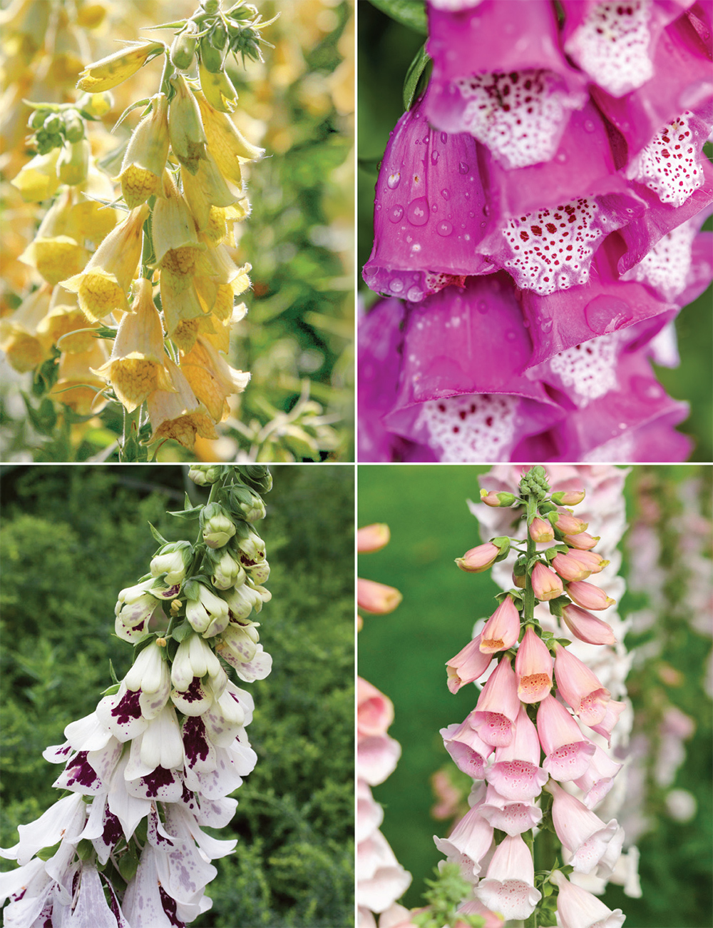 Foxglove (reduced) Collection