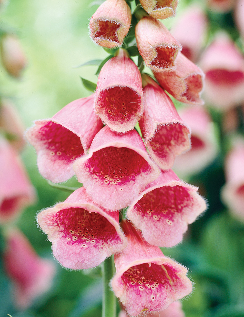 Foxglove 'Summer King'