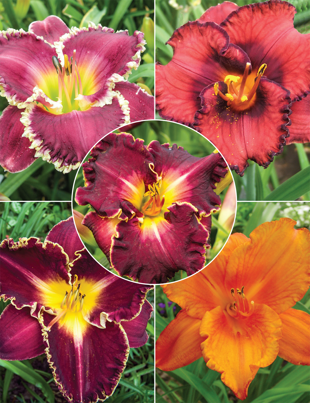 Reblooming Daylilies (reduced) Collection