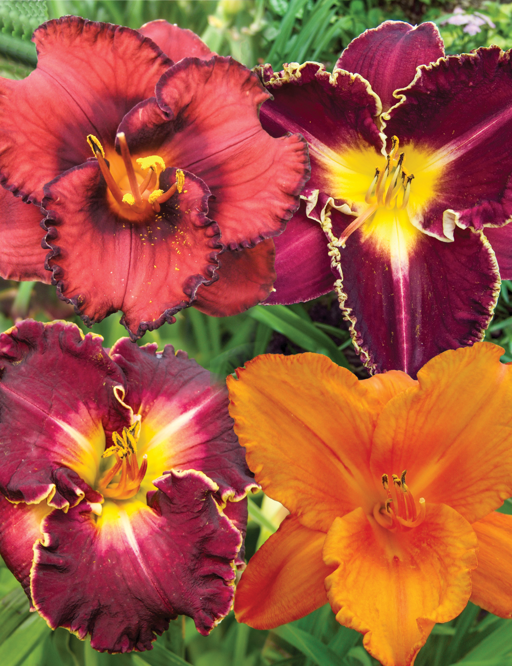 Daylily Special Offer Mixed