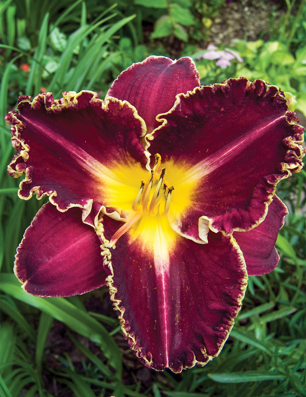 Reblooming Daylily 'Storm of the Century'