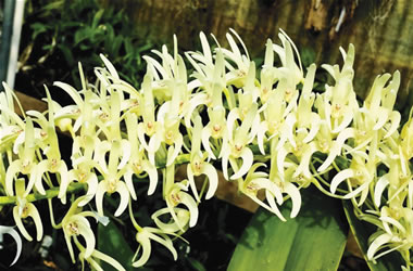 Dendrobium King Orchid Compact White