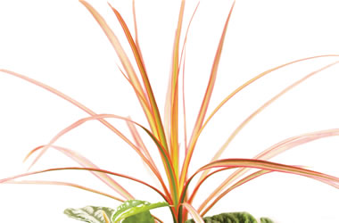 Terrarium Plant - Red