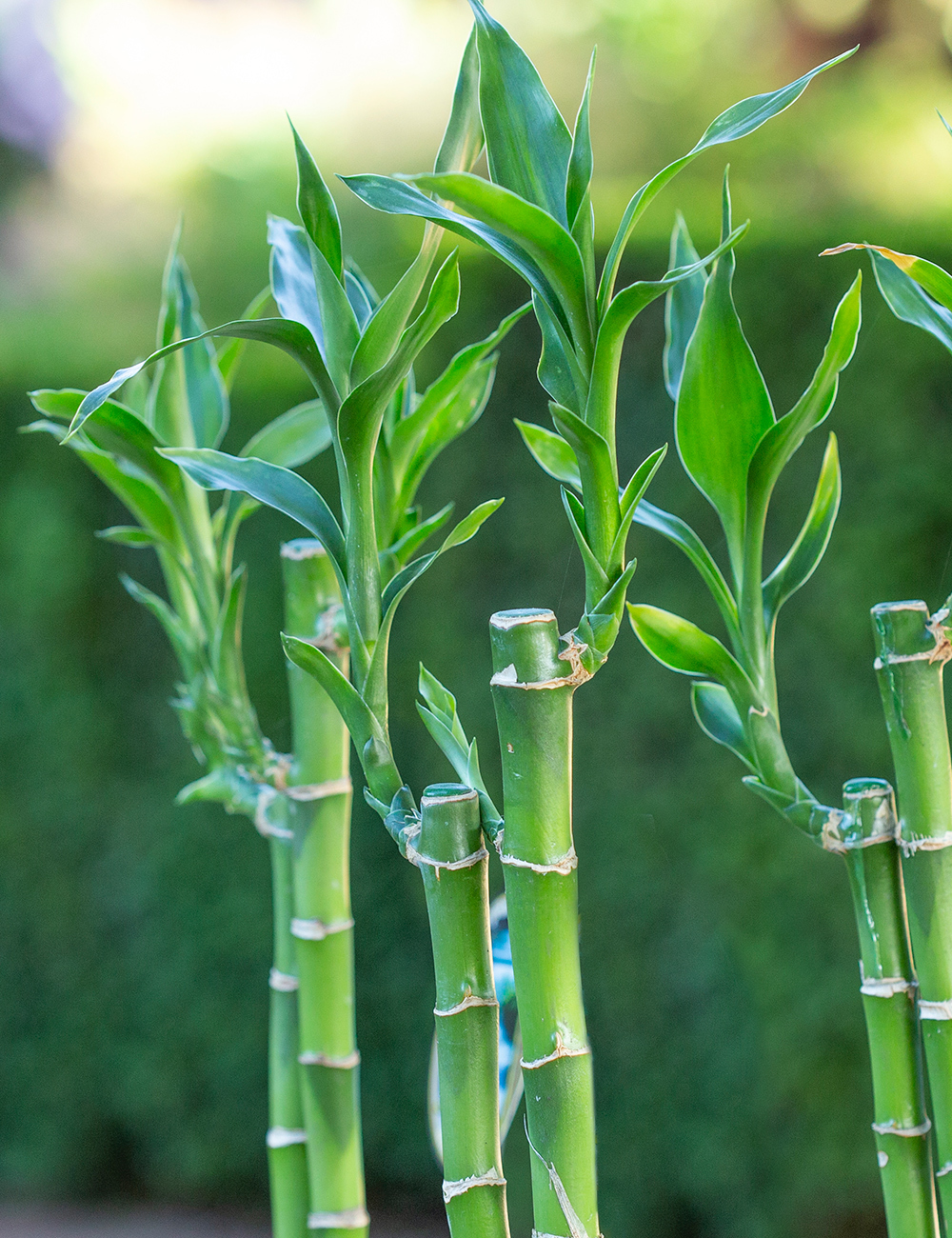 Water Bamboo