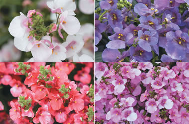 Diascia Piccadilly Collection