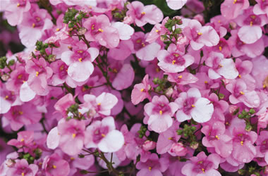 Diascia Piccadilly Pink
