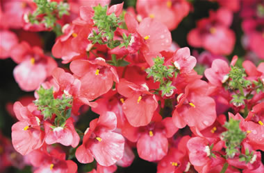 Diascia Piccadilly Coral Red
