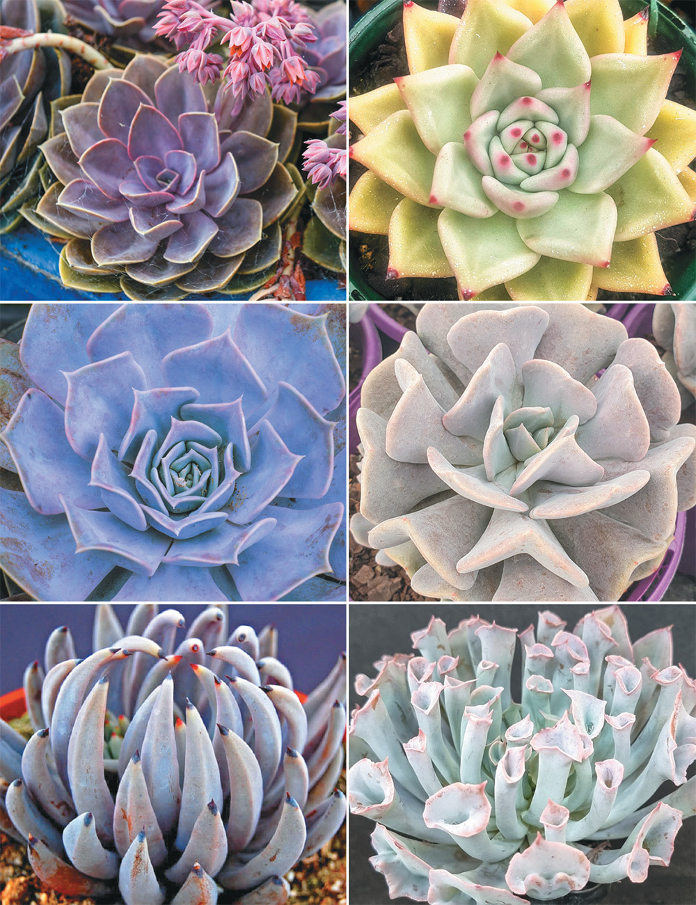 Echeveria (reduced) Collection