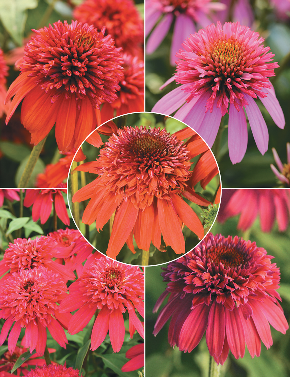 Echinacea (reduced) Collection