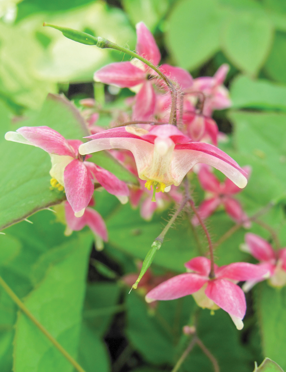 Epimedium Sweetheart